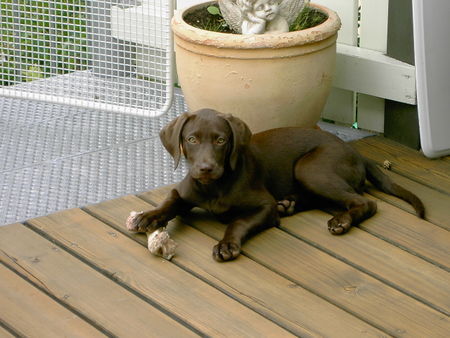 Weimaraner Weimaraner-labrador mix