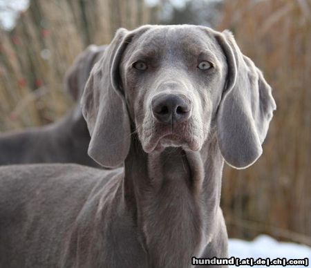 Weimaraner unsere Hündin Flanders Joy Ice