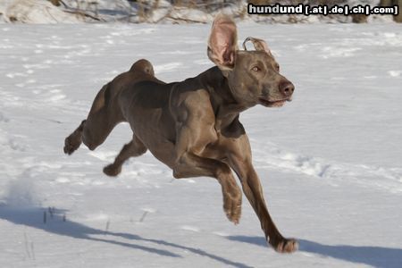 Weimaraner Gin hat großen Spaß im Schnee