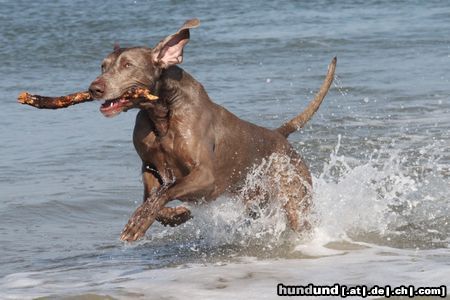 Weimaraner Hunde Foto 46108 Weimaraner Gin an der Nordsee im Dänemark Urlaub