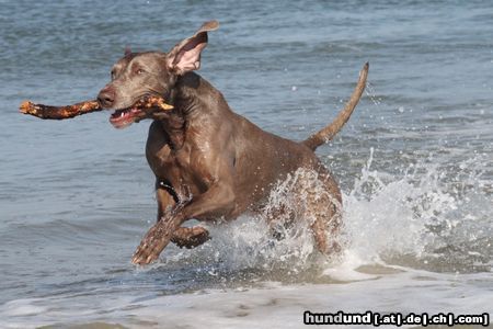 Weimaraner Gin an der Nordsee im Dänemark Urlaub