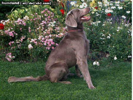 Weimaraner Hunde Foto 9868 Weimaraner Langhaarweimaraner Anton von Missmaassen