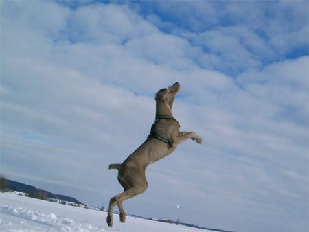 Weimaraner Apollo, fang.......