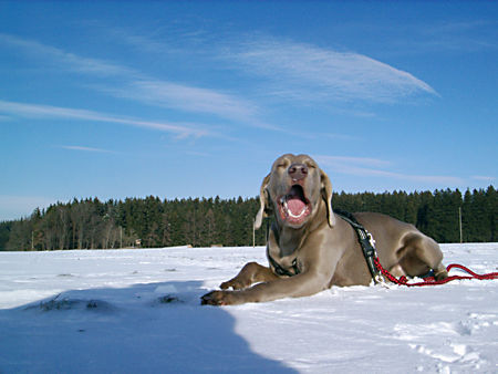 Weimaraner Apollo am 28.01.2007 / 9 Monate