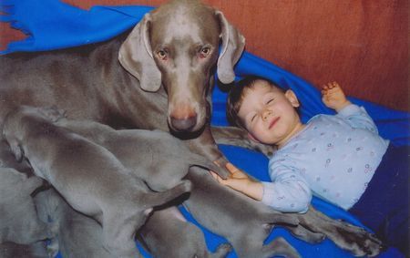 Weimaraner Hunde Foto 29434 in höherer Auflösung ansehen Weimaraner Unser erster Wurf