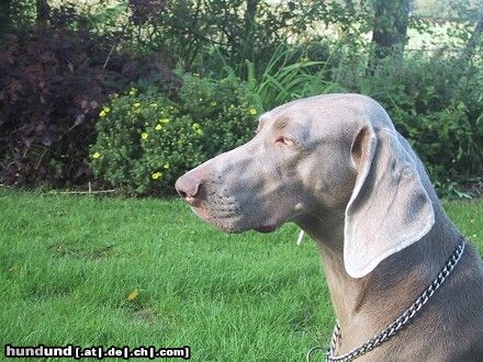 Weimaraner Hunde Foto 16327 Weimaraner