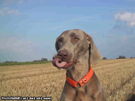 Weimaraner Hunde Foto 16328 Weimaraner