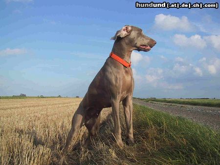 Weimaraner Hunde Foto 16326 Weimaraner