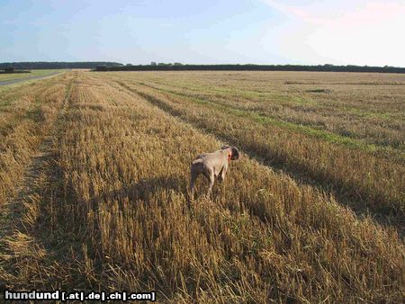 Weimaraner Hunde Foto 16329 Weimaraner