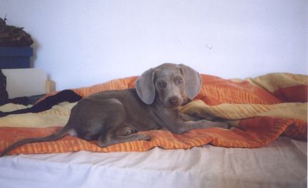 Weimaraner Hunde Foto 1268 Weimaraner meine 12 wochen alte weimaraner-hündin