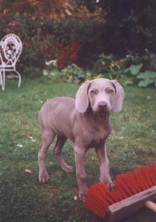 Weimaraner Hunde Foto 1267 Weimaraner meine 12 wochen alte weimaraner-hündin