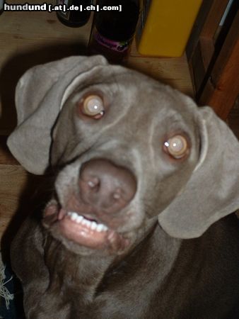 Weimaraner Hunde Foto 6757 Weimaraner zooombii