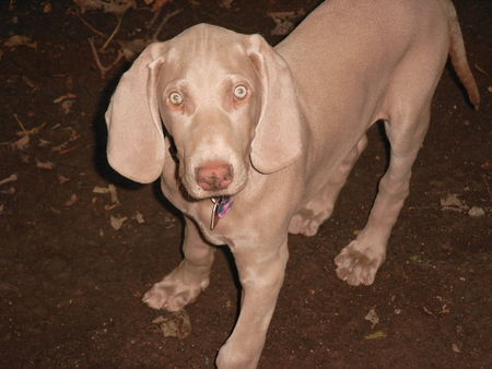 Weimaraner gitan