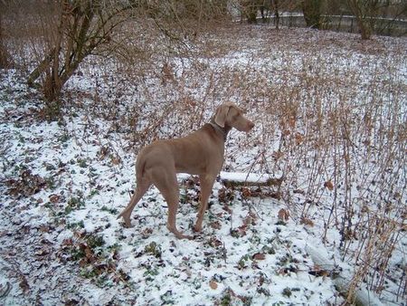 Weimaraner