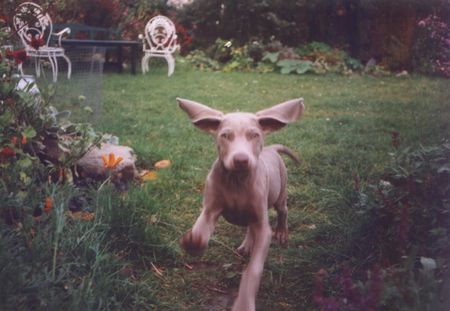 Weimaraner Hunde Foto 1272 Weimaraner stürmische begrüßung