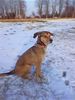 Weimaraner Foto: Da is sie wieder, unsere Shila! Weimaraner-Cocker-mix! Aber im Grunde genommen doch ganz der Weimaraner...jagen...jagen...jagen...!!! *g* (ID 14452) Weimaraner Hund