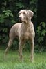 Weimaraner Foto: Unsere Cita (ID 20194) Weimaraner Hund