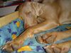 Weimaraner Foto: Bono (4 Jahre jung (ID 27006) Weimaraner Hund