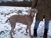 Weimaraner Foto: Bonni (ID 28899) Weimaraner Hund