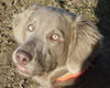 Weimaraner Hund