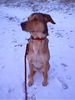 Weimaraner Foto: Unsere hübsche im Schnee! Ganz die Mama (Weimaraner)! (ID 14454) Weimaraner Hund