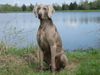 Weimaraner Hund