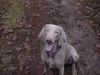 Weimaraner Foto: Lara (ID 1630) Weimaraner Hund