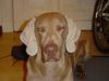 Weimaraner Foto: Bono (4 Jahre jung)..am flirrrten... (ID 27005) Weimaraner Hund