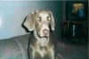 Weimaraner Foto: Weimer monterrey2 (ID 5428) Weimaraner Hund