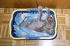 Weimaraner Hund