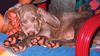 Weimaraner Foto (ID 5216) Weimaraner Hund