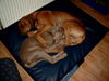Weimaraner Hund