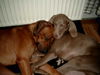 Weimaraner Hund