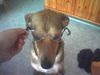 Weimaraner Foto: Unsere Süße mit ner Brille auf der Nase! *g* (ID 14453) Weimaraner Hund