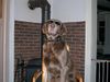 Weimaraner Foto: Don (ID 10650) Weimaraner Hund