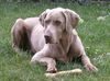 Weimaraner Foto: Unsere Cita 2 (ID 26836) Weimaraner Hund
