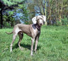 Weimaraner Hund