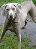 Weimaraner Foto: meine hündin ella (ID 21443) Weimaraner Hund