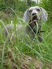 Weimaraner Foto: meine hündin ella etwas skeptisch (ID 21442) Weimaraner Hund