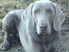 Weimaraner Hund