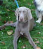 Weimaraner Hund