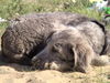 Weimaraner Hund