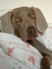 Weimaraner Foto: meine hündin ella (ID 6754) Weimaraner Hund