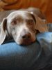 Weimaraner Foto: meine hündin ella (ID 6755) Weimaraner Hund