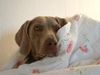 Weimaraner Foto: meine hündin ella (ID 6756) Weimaraner Hund