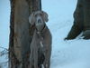 Weimaraner Hund