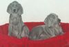 Weimaraner Hund