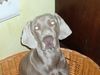 Weimaraner Foto: Enzo vom Petermoor (ID 9937) Weimaraner Hund