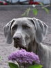 Weimaraner Hund