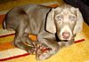 Weimaraner Foto: Fenja 11 Wochen (ID 20792) Weimaraner Hund